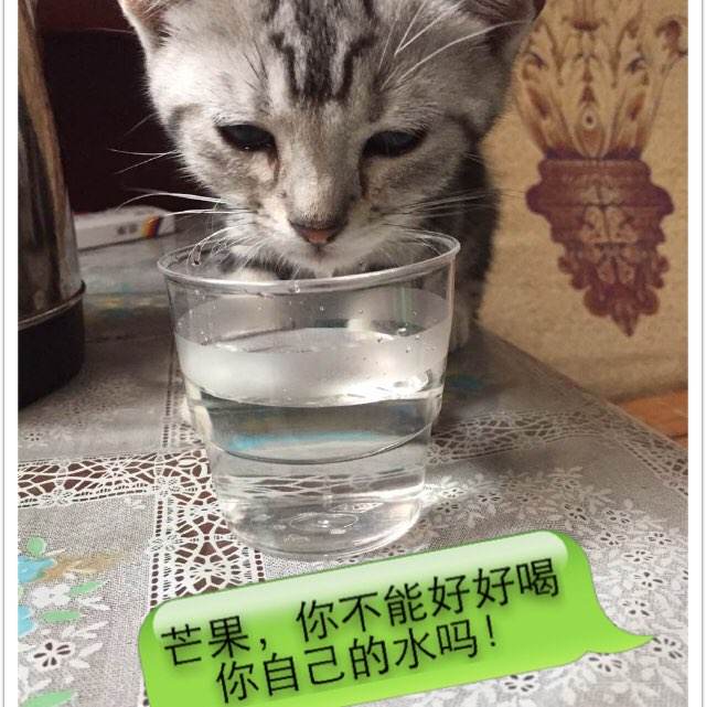 办理营运证多少钱_淘宝交易
